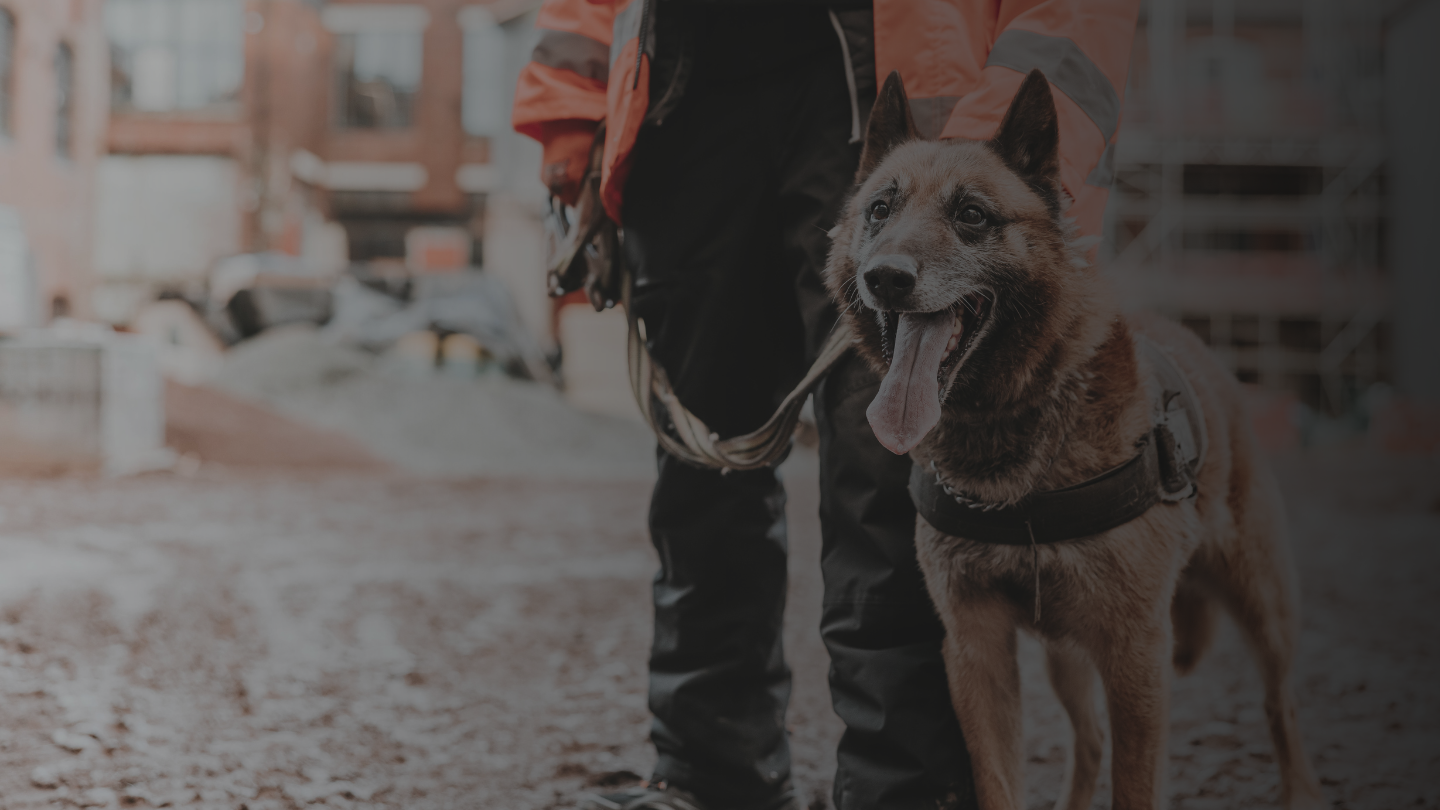 dog low visibility detection