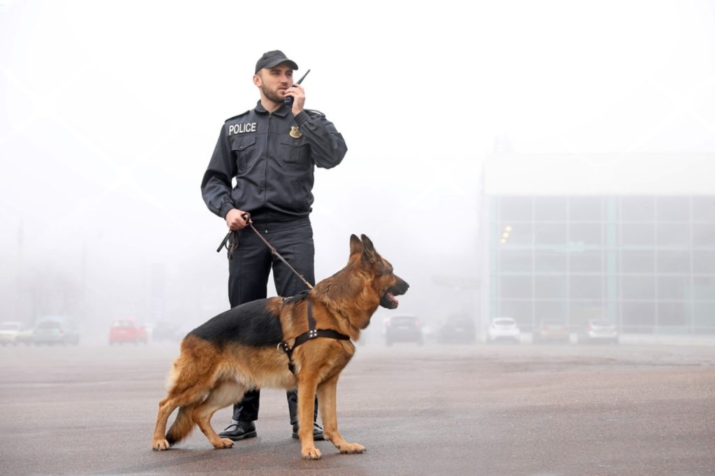 K9 security for construction sites
