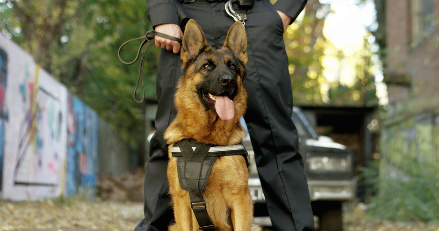 Security patrol dogs for large outdoor sites