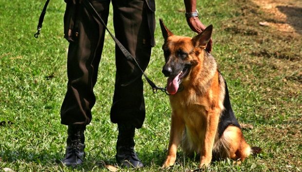 patrol dog vs detection dog
