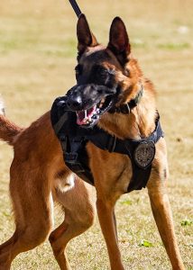 mandatory rules for professional dog handlers on-site