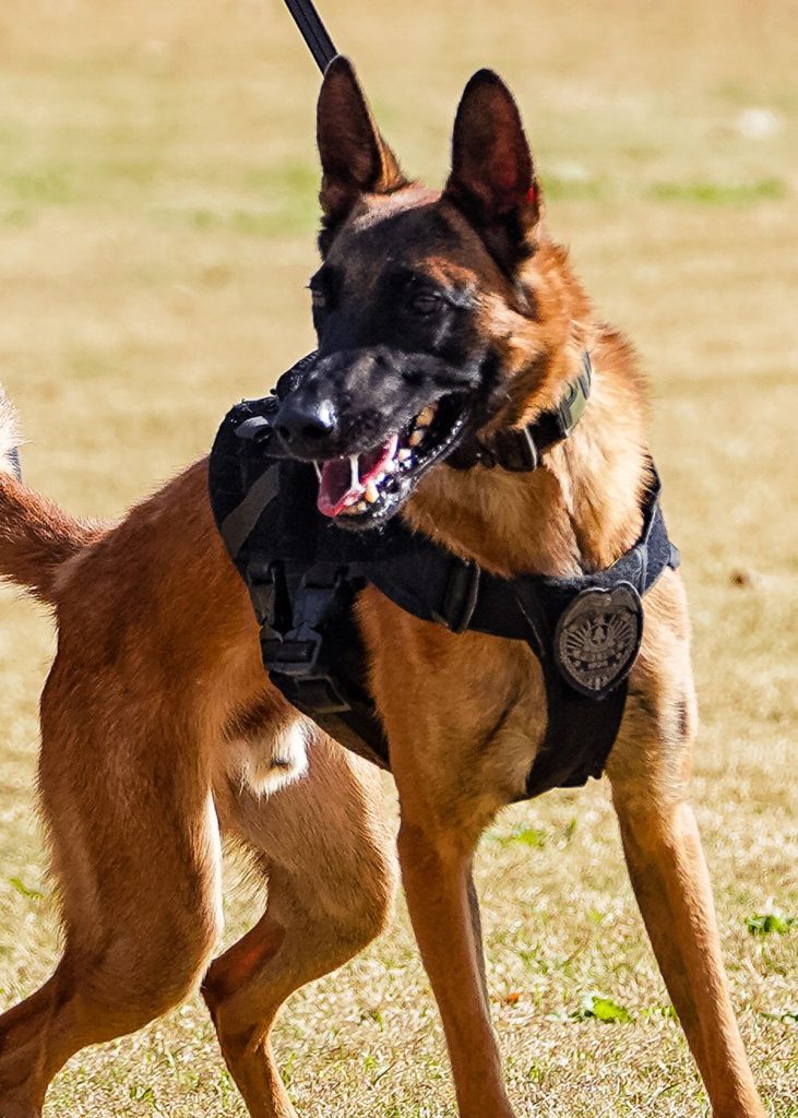 mandatory rules for professional dog handlers on-site