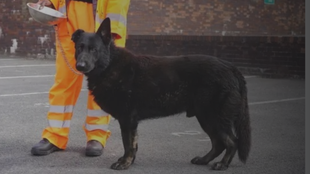 dog reading suspicious behaviour