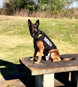 how strong handler dog bonds improve security outcomes