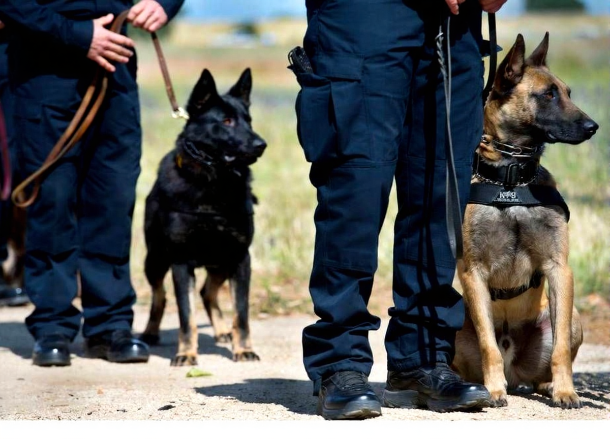 security dog calmness training techniques