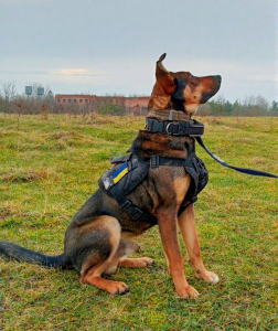 Benefits of patrol dog route repetition