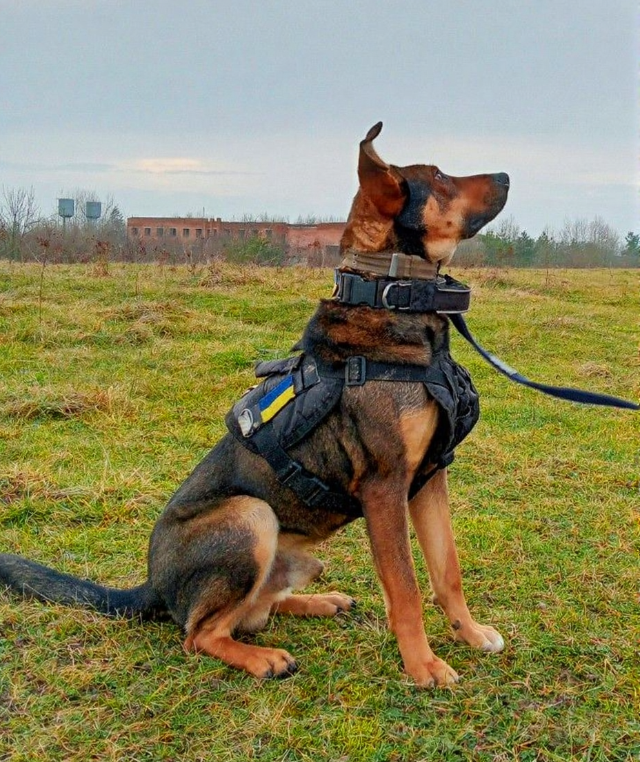 Benefits of patrol dog route repetition