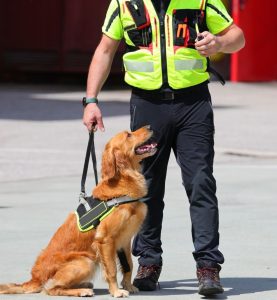 k9 psychological triggers security