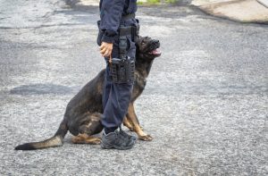 dog emotional intelligence security