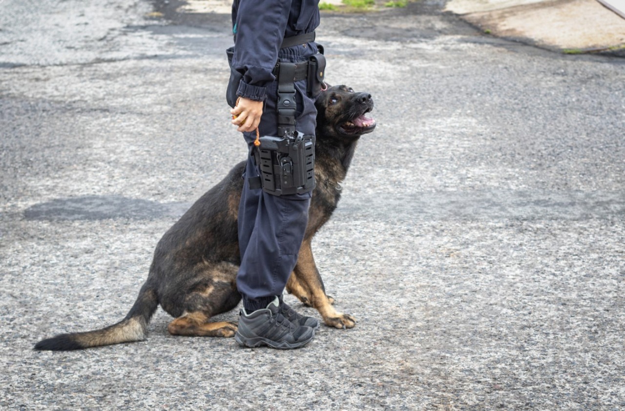 dog emotional intelligence security