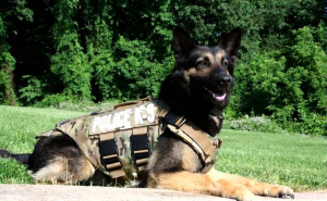 How patrol dogs detect CCTV blind spots