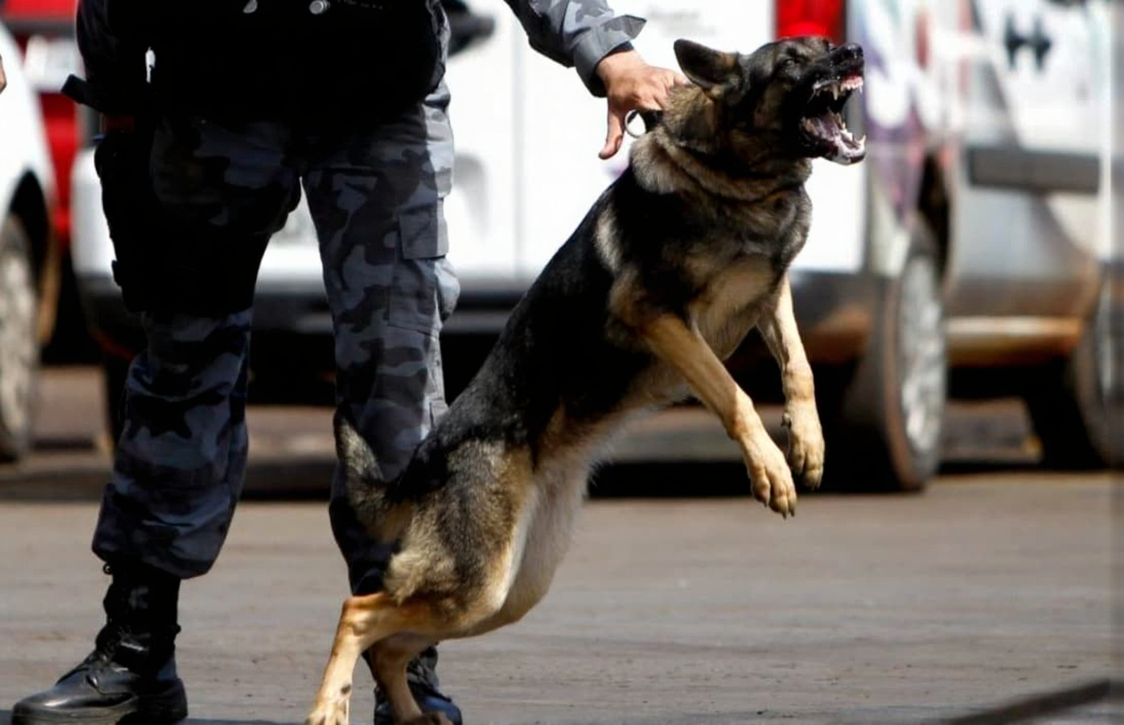 Remote Monitoring Teams Dispatch K9