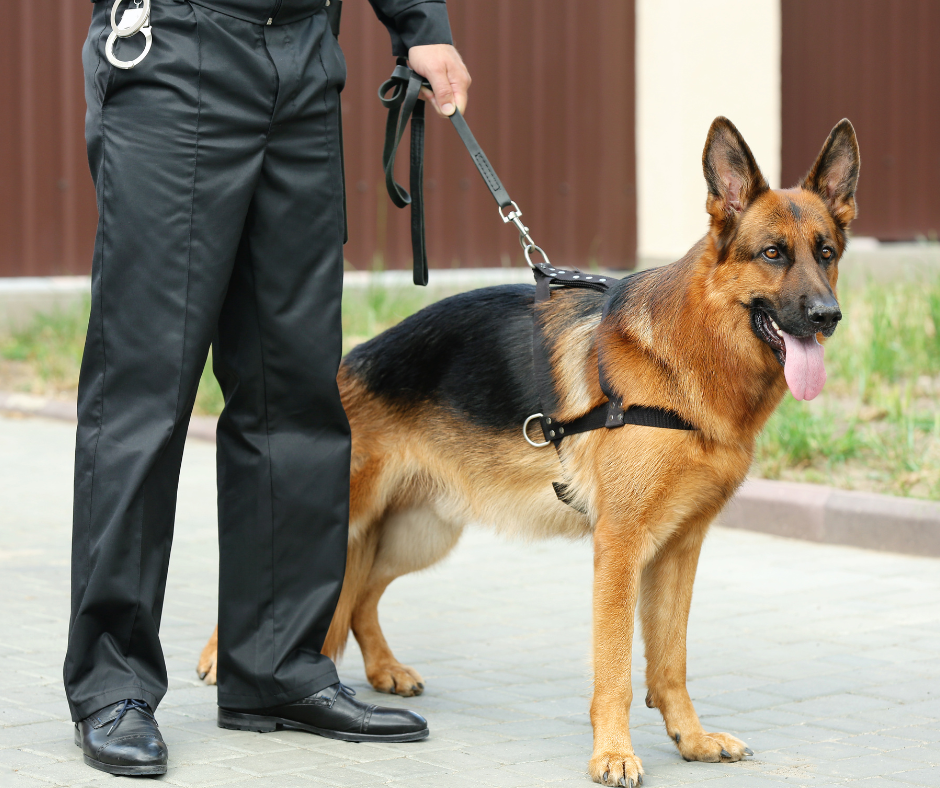 K9 patrol for retail events