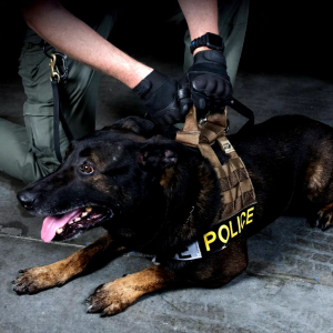 techniques dog handlers use to identify threats early