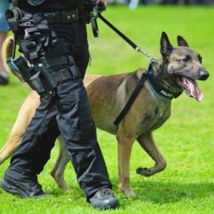 biological advantages security dogs