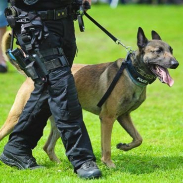 biological advantages security dogs