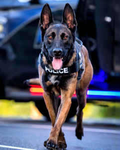 Dogs respond fast to the alarm