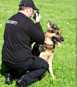 cctv validate dogs' cues