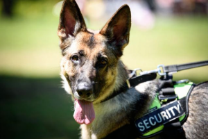 dog scent processing security