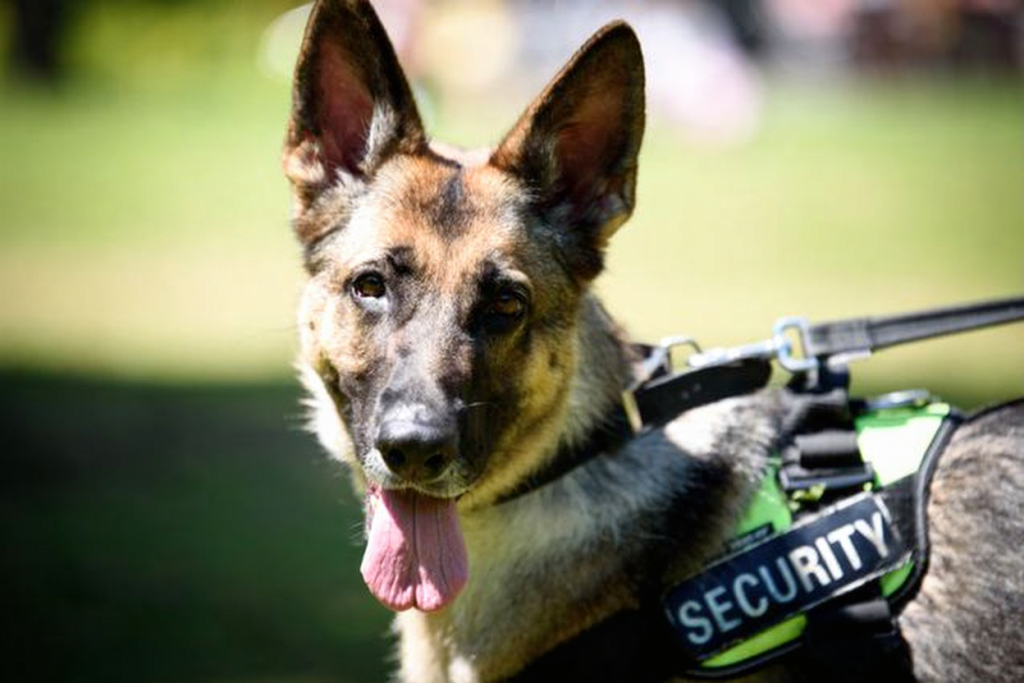 dog scent processing security