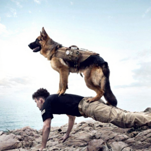 dogs improve CCTV accuracy