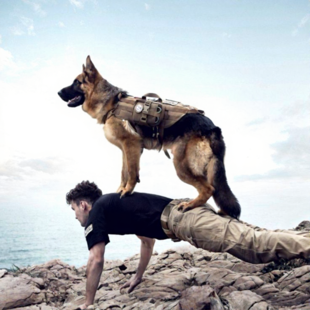 dogs improve CCTV accuracy