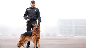 dogs predict threats behaviour