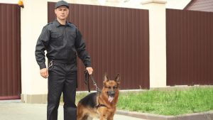 dogs sense aggressive intent