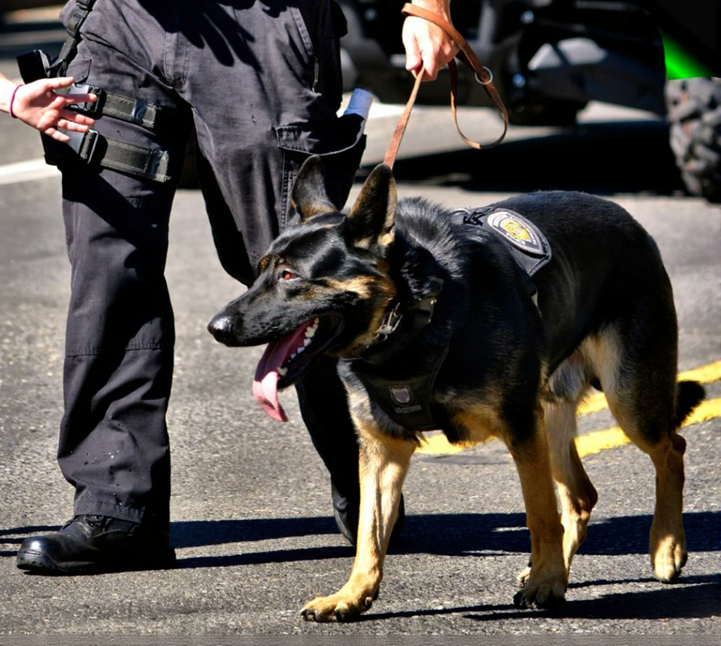 dog calm under pressure