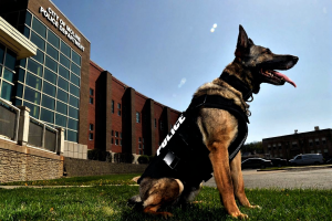 internal vs external K9 patrol