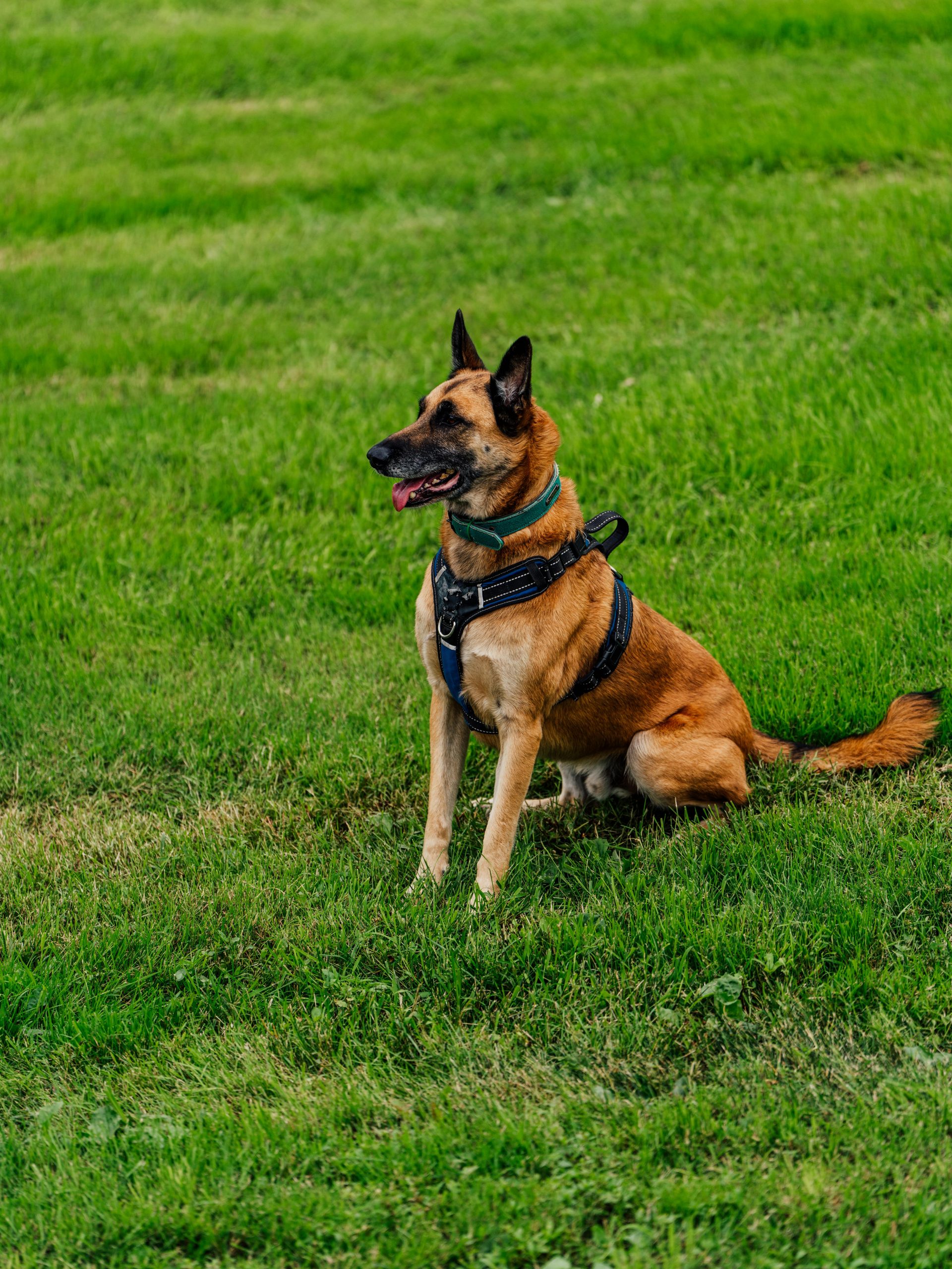 dog corner intruder safely