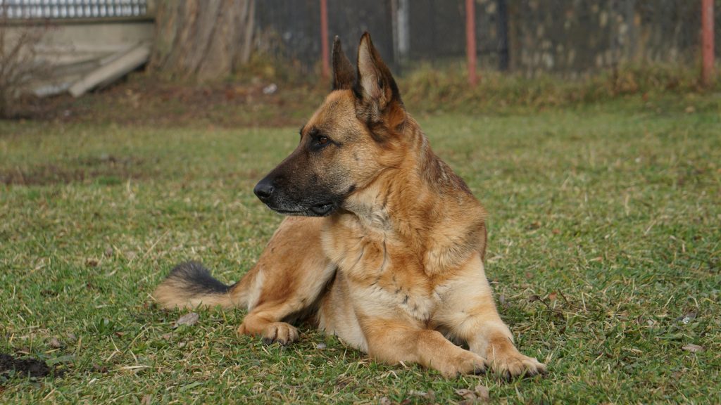 elite k9 training methods