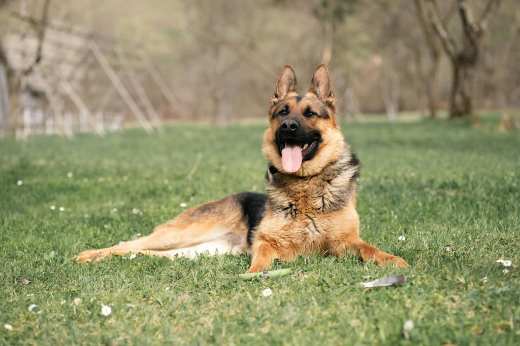 k9 vs mobile patrol response