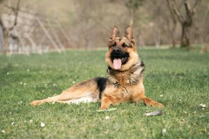 k9 vs mobile patrol response