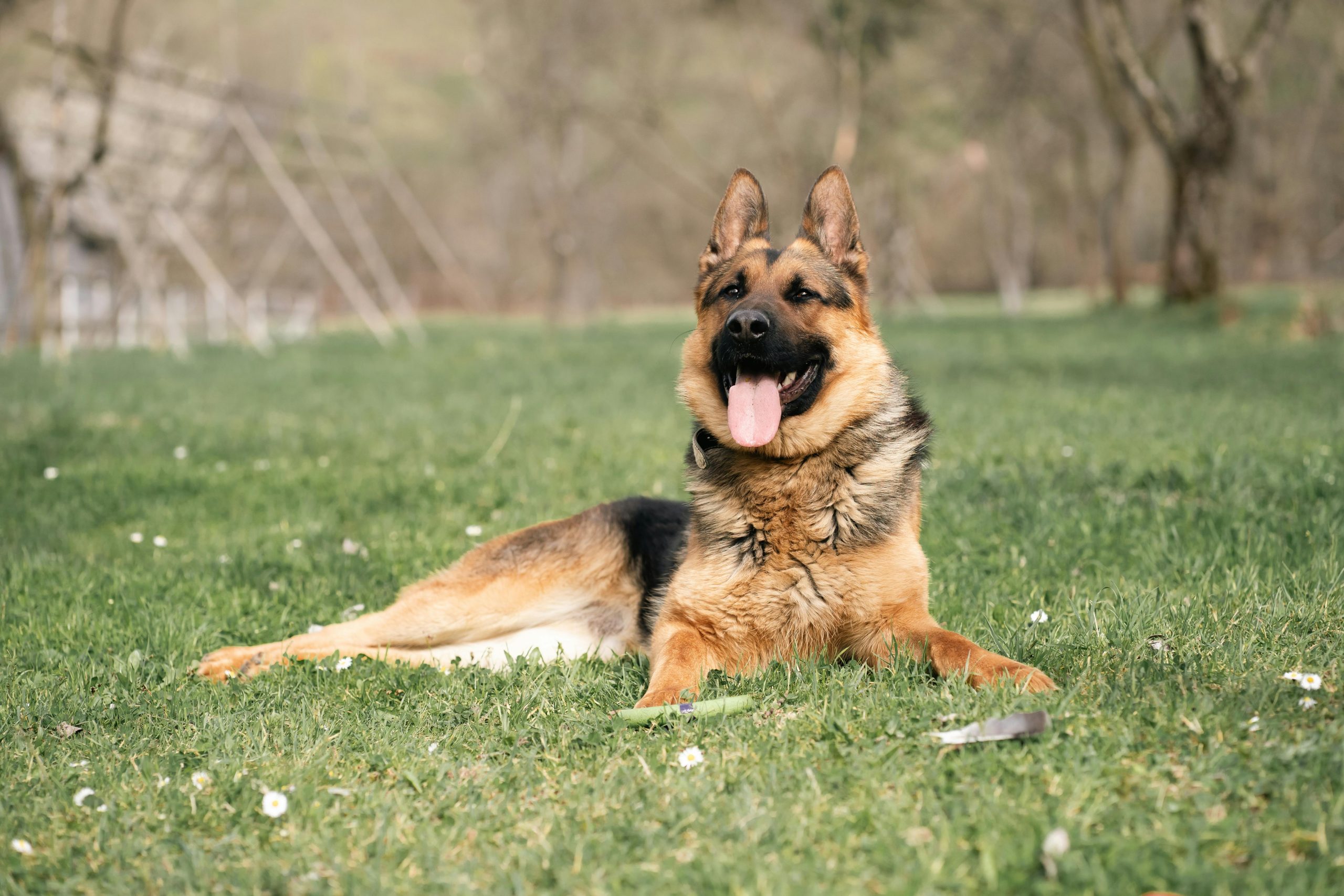 k9 vs mobile patrol response