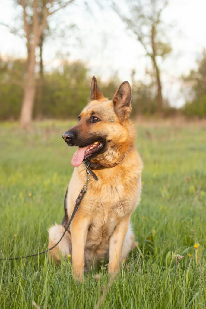 nasdu dog standards explained