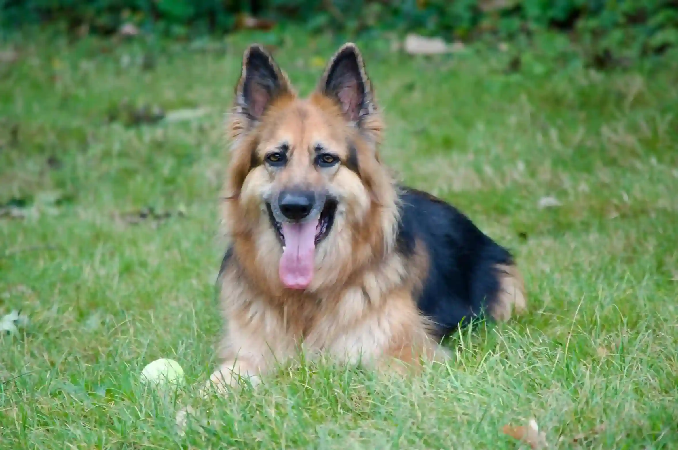 dog detect concealed movement