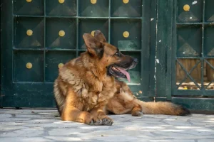 faster dog deployment tech