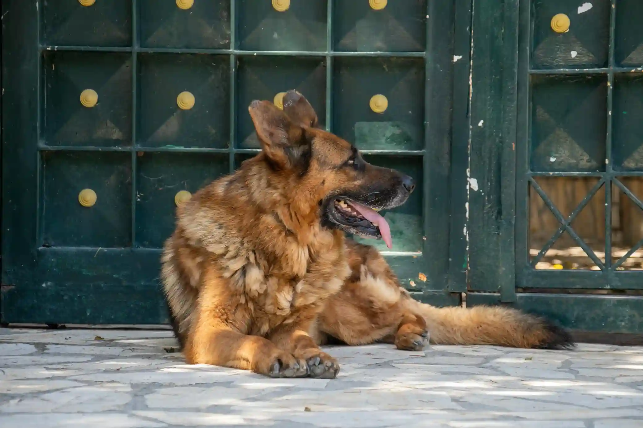 faster dog deployment tech