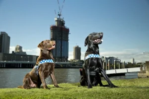 hiring dog team questions