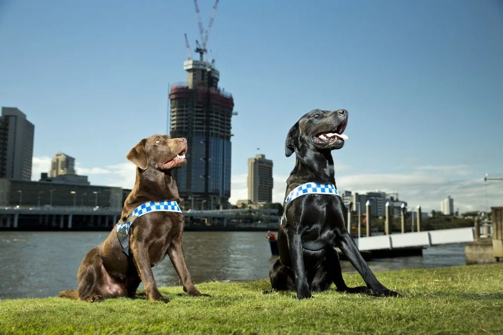 hiring dog team questions