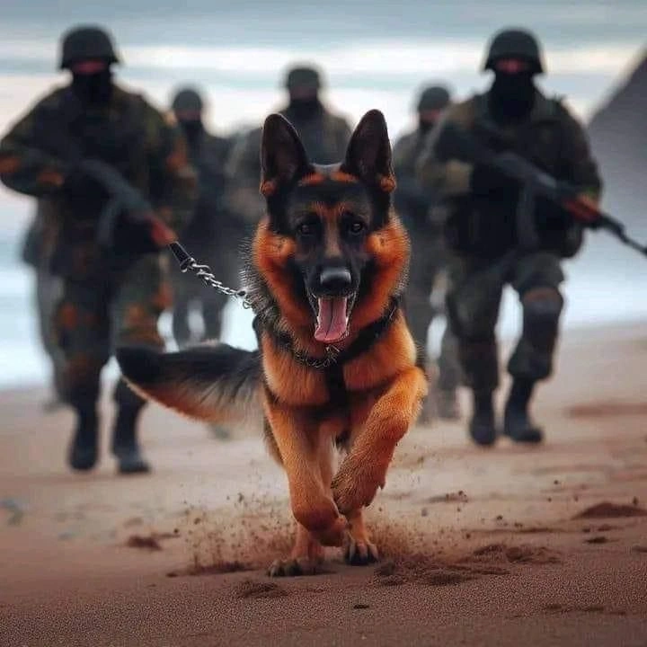 hotel event k9 security