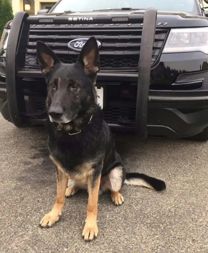 k9 daily reports improve