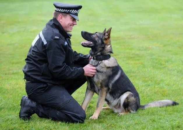 working dog welfare reporting