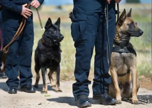 dog reduce car park vandalism