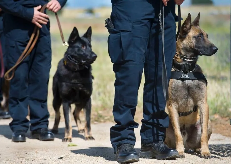 dog reduce car park vandalism