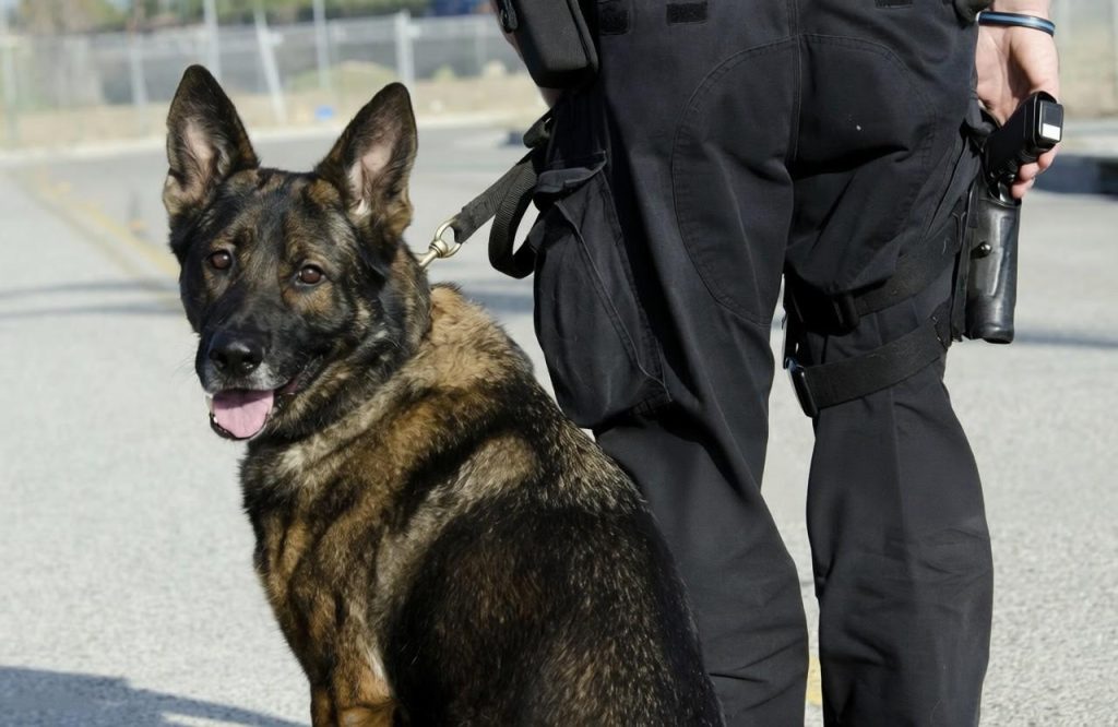 Security dog beside guard during professional static guarding and perimeter monitoring duties.