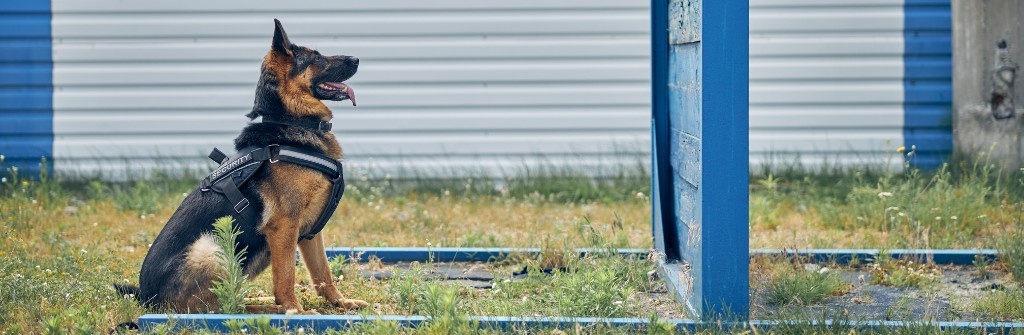 k9 guarding industrial site