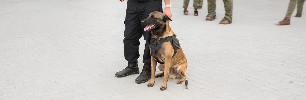 Trained security dog on duty
