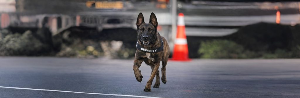 Trained K9 running on patrol